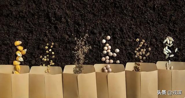 比丢导弹还危险？间谍在我国偷亲本种子	，真能卡中国饭碗脖子！