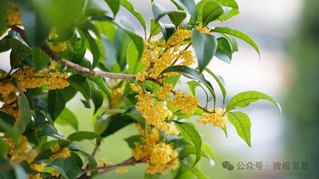 国庆假期桂北这个县的桂花树应时盛放 金粟满枝香溢全城