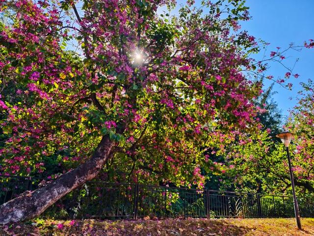 初冬限定！星湖美景焕新上线，打卡要趁早~