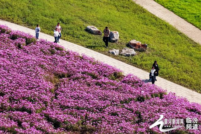 【视觉临汾】山西襄汾：波斯菊花开 美景醉游人