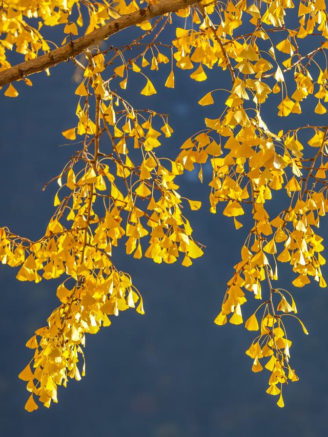秋末初冬的海螺沟，是雪与金黄交织的双重浪漫