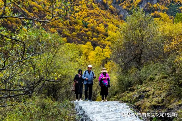 双节假期寻秋记：互助北龙山——藏在互助的“调色盘”，每一步都是诗意