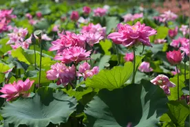 荷美覃塘 湖美四季第十一届覃塘区荷花文化旅游节定于7月19日开幕图片