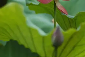 分享今夏的第一朵荷花！来杨浦这座公园吧图片