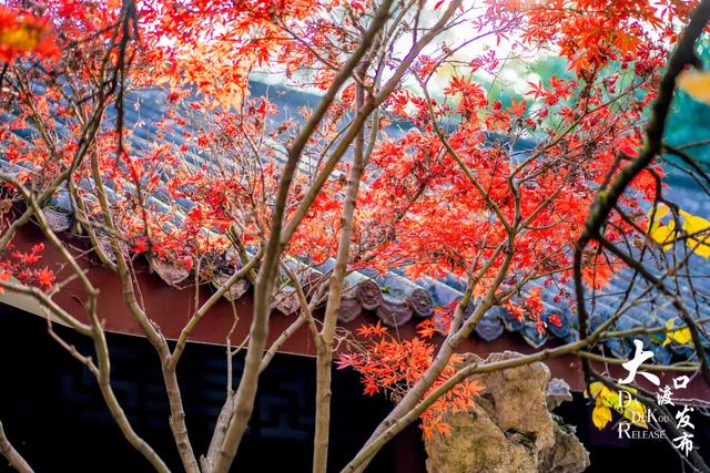 大渡口冬日“顶流”红了