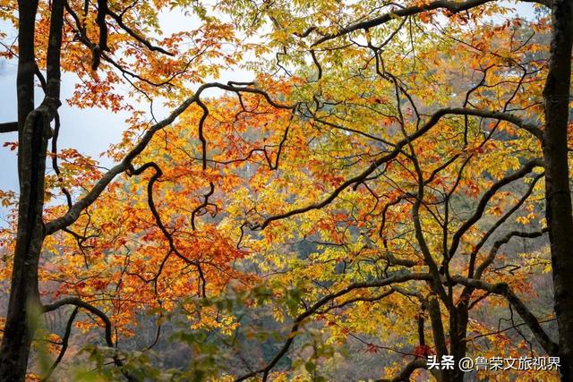 光雾山：川陕腹地的红叶秘境与千年回响