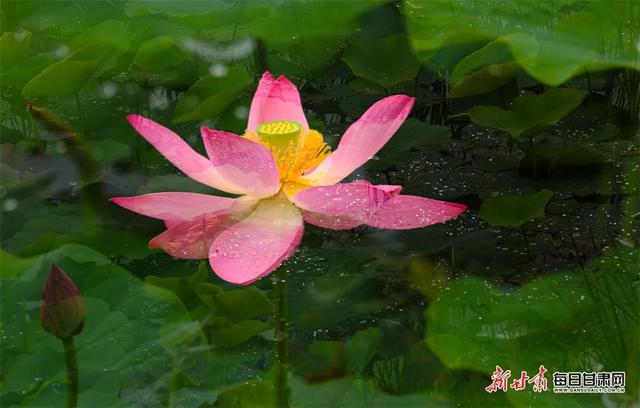 【节气里的大美中国·多彩甘肃】大暑