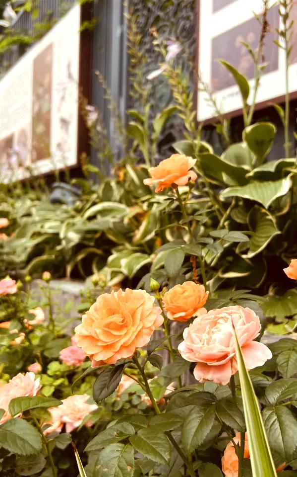 “花漾”漫染千年古道!模式口以繁花织就京西生态人文画卷