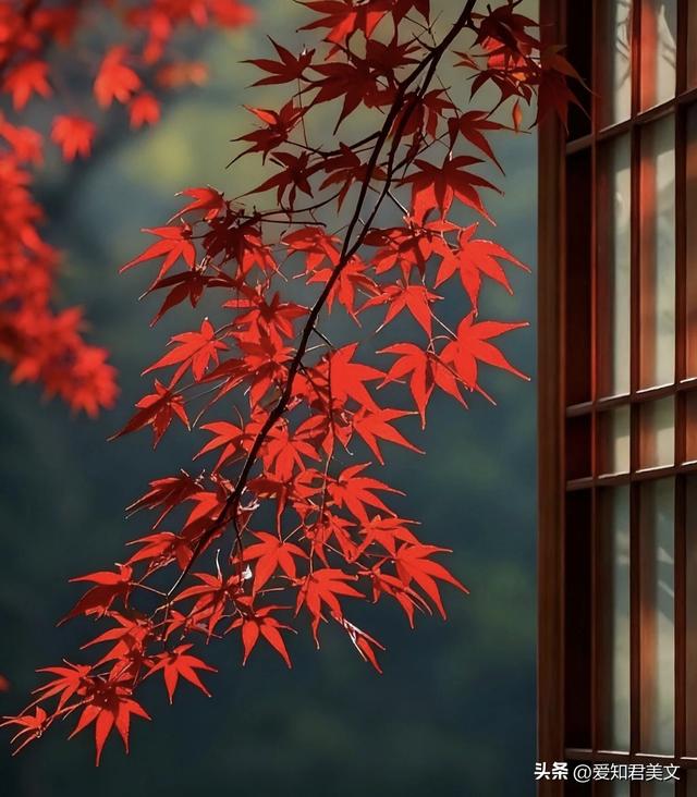 夕阳下的枫林，秋日里的温柔梦境