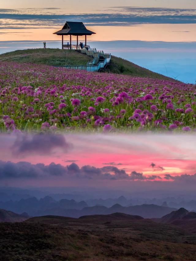 贵州韭菜坪游玩攻略 | 闯入2900米紫色云端花海