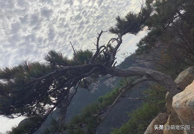 悬崖边松树遭风暴摧残，扭曲成艺术品般姿态，游客纷纷驻足惊叹