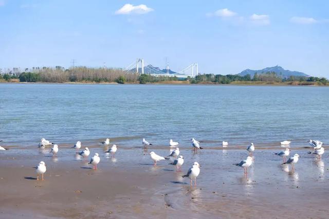 冬游丹徒江岛：生态“明珠”与产业“名镇”的绿色协奏