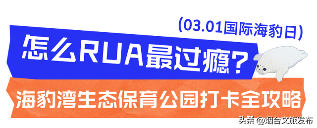 【乐游烟台】今天！可爱“豹”击来喽🦭