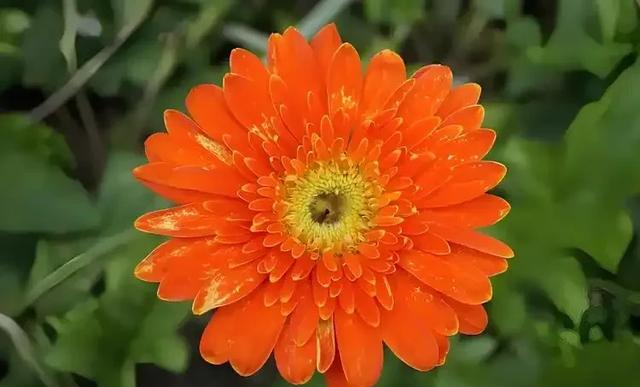 养花二十多年，吐槽好看难养、新手慎入的6大＂颜值杀手＂