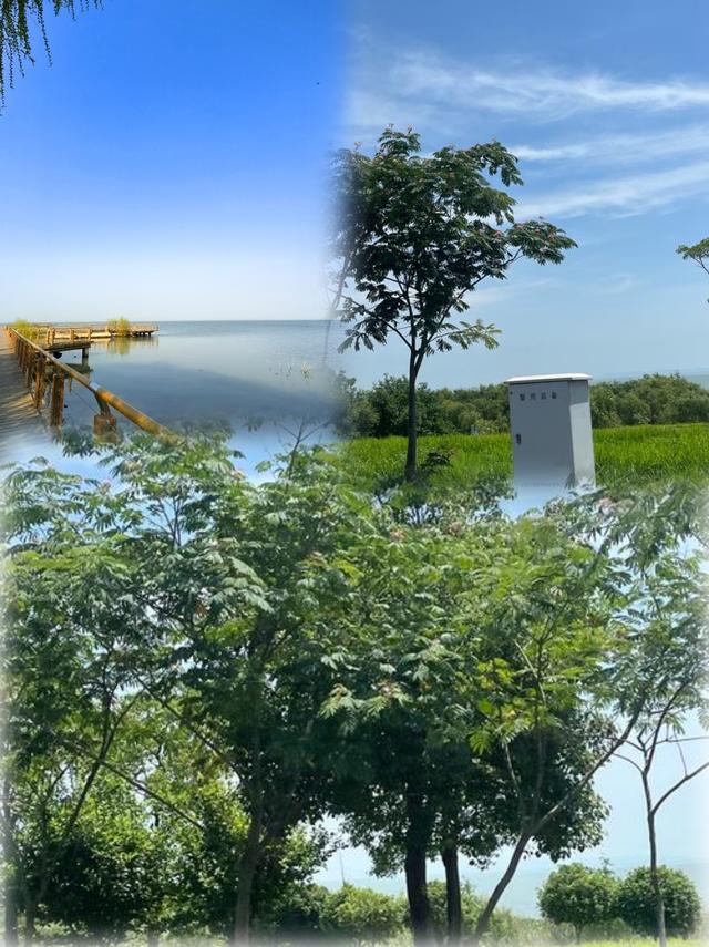 车轮下的时光诗篇：环巢湖自驾漫游记