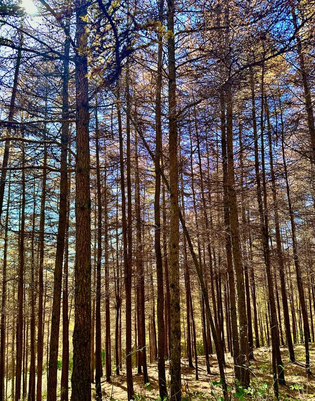 读唐诗看美景，让视觉和思绪一道欣赏黄叶遍地、层林尽染静美之景