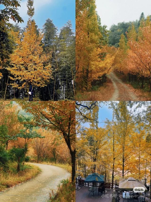 黄了！彩了！1h刹拢成都最近赏秋地，徒步拿奖牌、邂逅古寺银杏！老街美食好吃惨！