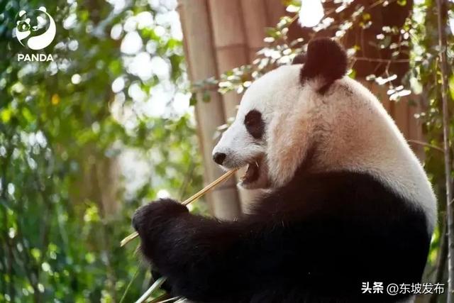 眉山⇋成都便民快巴7月18日发车→奔赴一场浪漫的双城记！