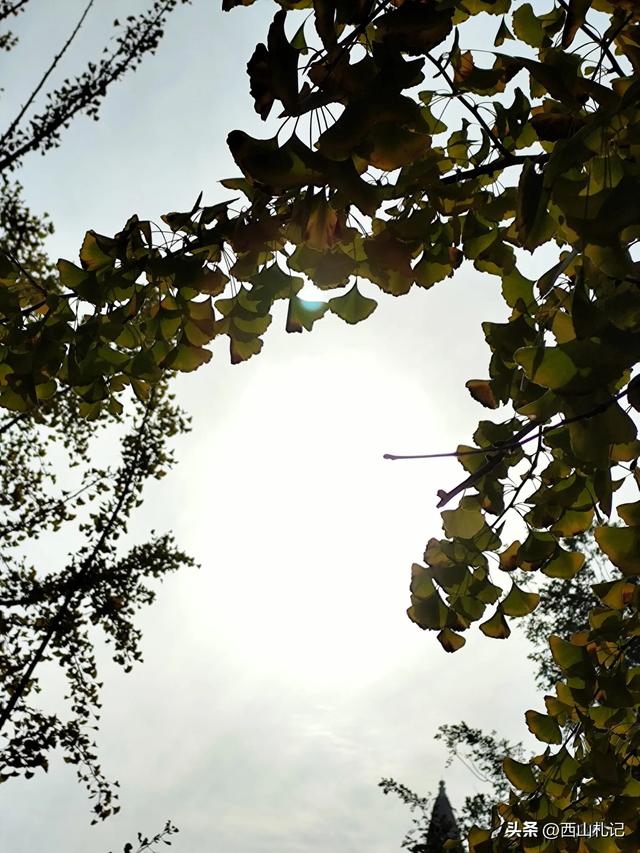 五线小城里的银杏大道,美翻全网的深秋景色原来在这里