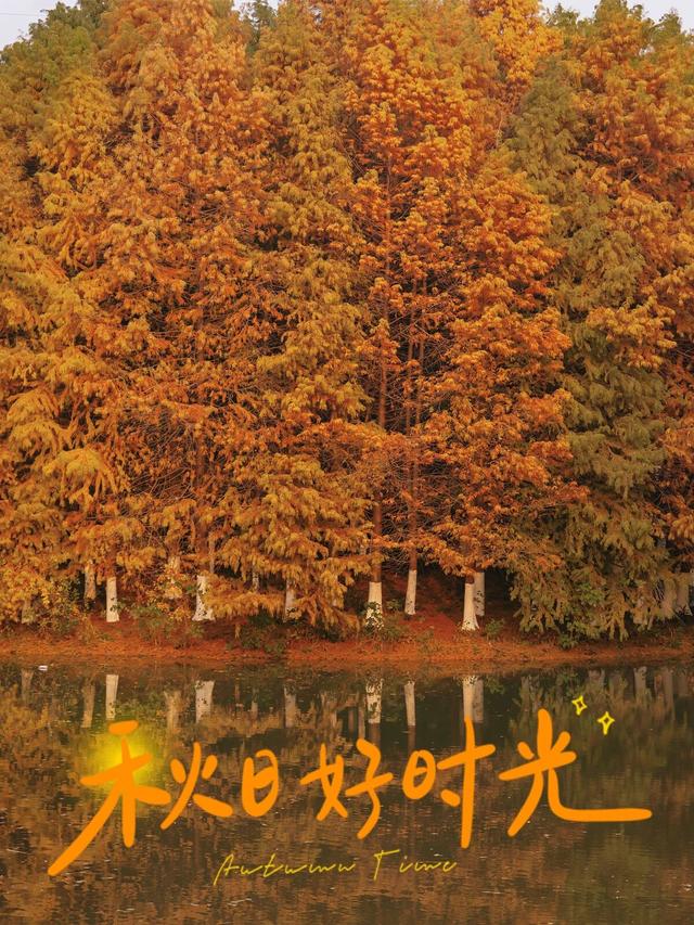 走进盐渎公园，闯进水杉林的秋日童话🍂