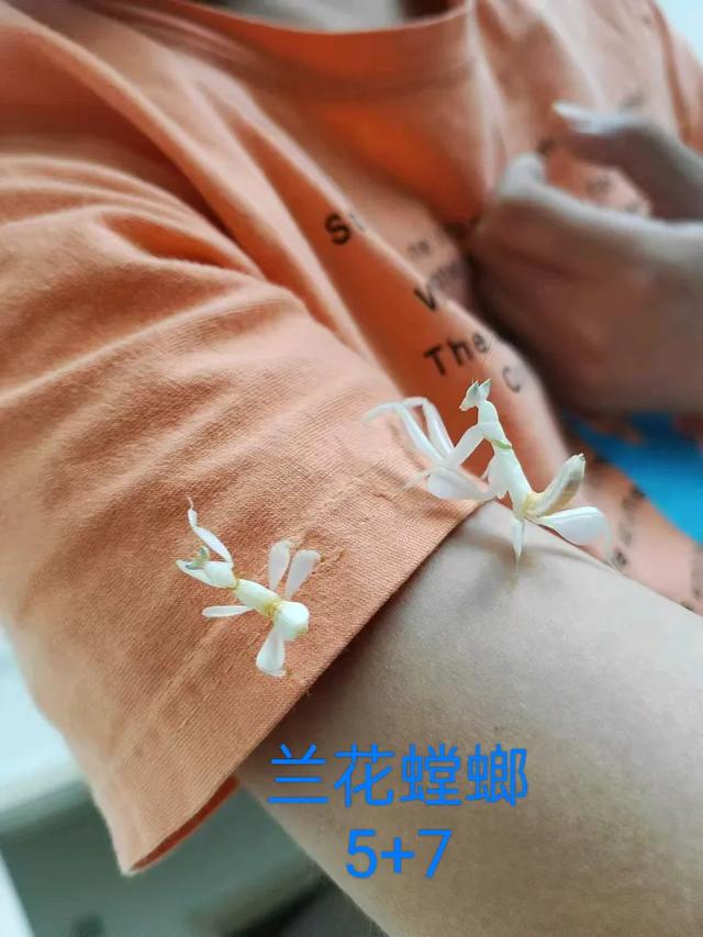 兰花螳螂的饲养