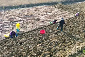湖北赤壁：马蹄采挖正当时图片
