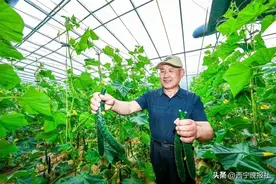 全力擦亮“高原冷凉蔬菜”金色名片图片