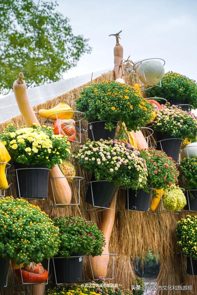 武汉今秋最大花展，限时一个月，免费！