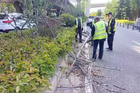 郑州城管部门积极应对大风天气 若发现有倒树情况可拨打12319城管热线反映图片