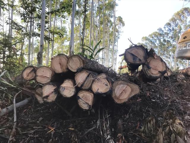 日本和美国早已禁种	，那中国为何依然大力种植？背后的原因不简单