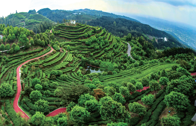 小布丁·早安丨地名里的重庆：八塘，雾漫山樱，墨韵传香