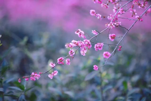 3月，连云港这些景区免费！