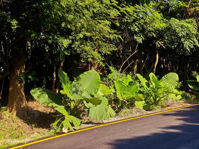 塘朗山郊野公园[绿平二路入口]骑行爬坡好地方
