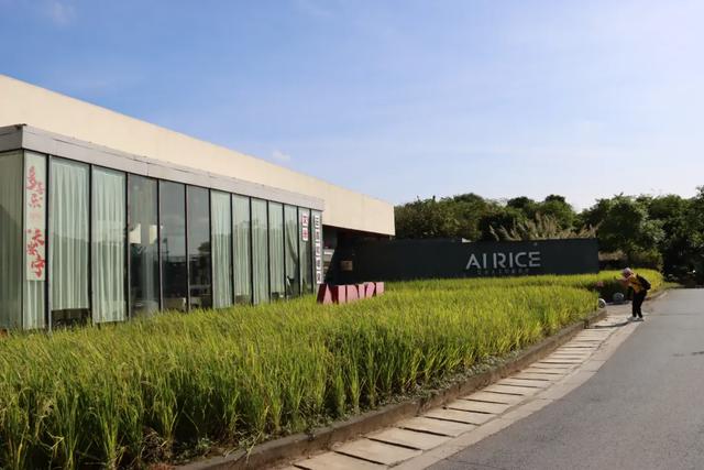 流溪河文化 | 艾米农业产业园：一溪润千亩，一稻美一城