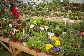 祭祀选花有讲究！图片