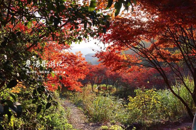 真是绝美！宁波这条山涧古道沿途尽是红枫，与古寺相映堪比诗画