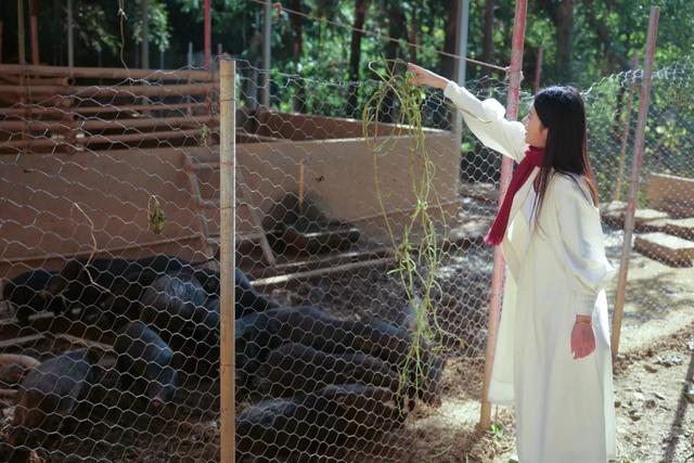 可惜你不听《枫》,不知道醴陵这片枫林到底有多美!