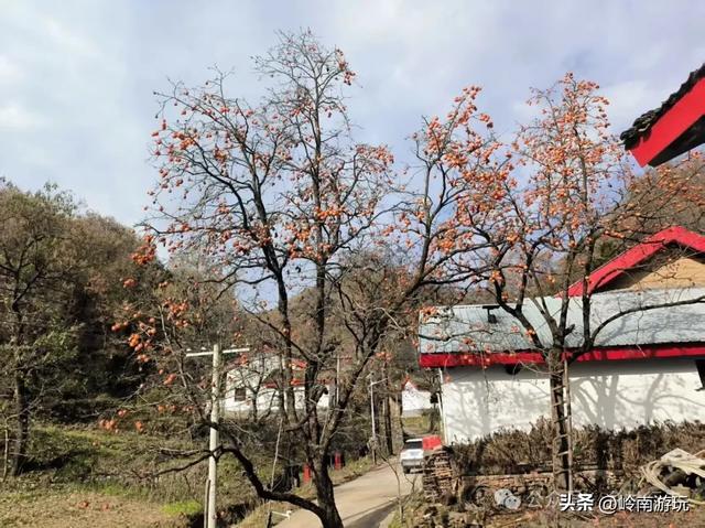 西安周边2小时行程内,免费摘柿子拍照打卡之地推荐!