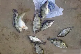 野钓鳜鱼，就用民间这种土方法，方法简单效果一流图片