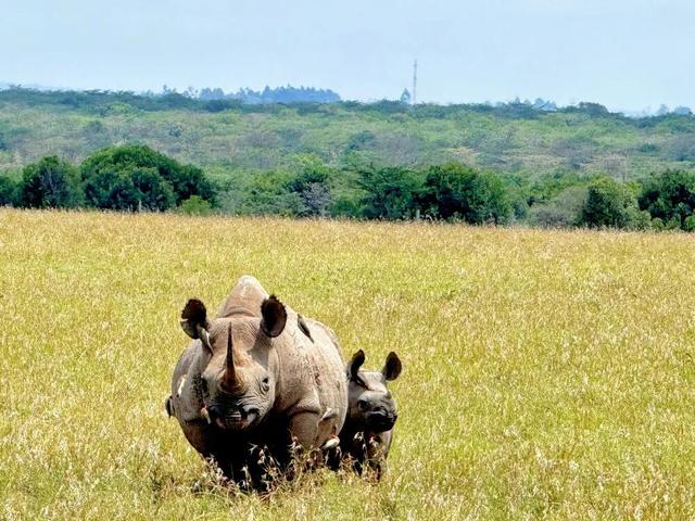 春节9天假直奔肯尼亚?这届游客开始“错峰”看动物