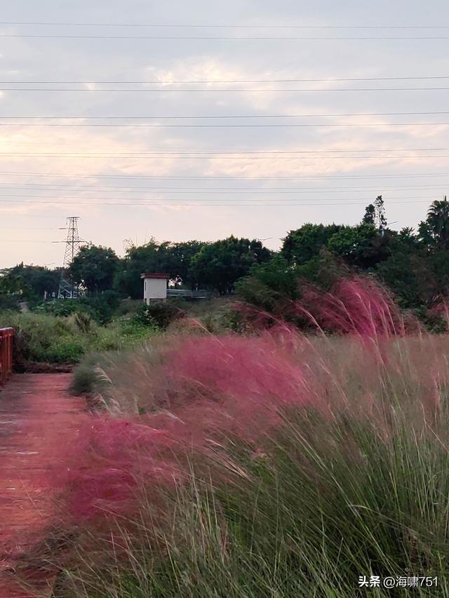 佛山三水芦苞花海生态公园
