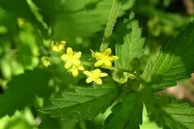 流鼻血的7种原因和对应治法图片