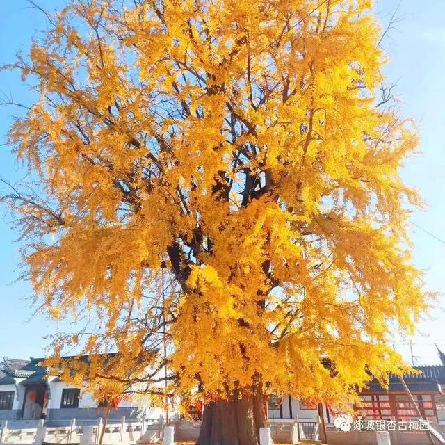 临沂人秋日里心心念念的风景已经来了，快看看吧