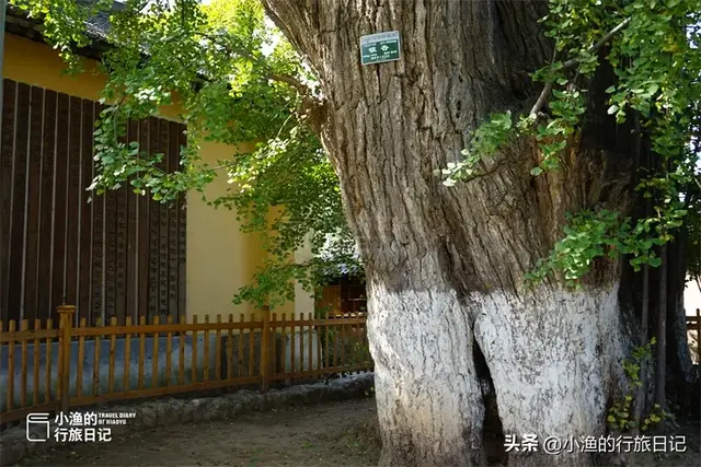 陕西古树，真的“封神”了！第二弹：秋天必看系列，最意外是它？