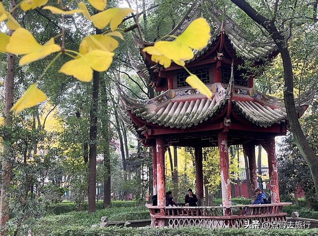成都市中心最美银杏观赏地，这6处你去过吗？都不要门票！