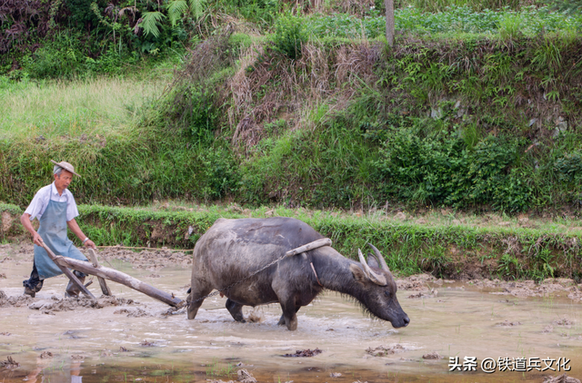 陈德明 || 雾锁层峦隐翠微，银带千叠映朝晖—摄于浙江 温州 永嘉茗岙