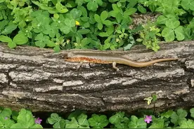 农村一种狗母蛇，四脚蛇，肥肥的，你知道它有什么作用吗？图片