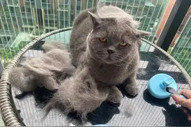 为什么“蓝猫”弃养率也这么高？网友：养了就想换猫！图片