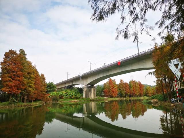 不想人挤人？番禺这些落羽杉小众观景点美成童话！