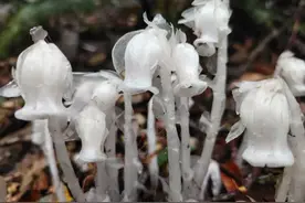 罕见！水晶兰现身三明大山！它是国家近危级珍稀植物图片